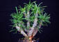 Euphorbia gottelebei